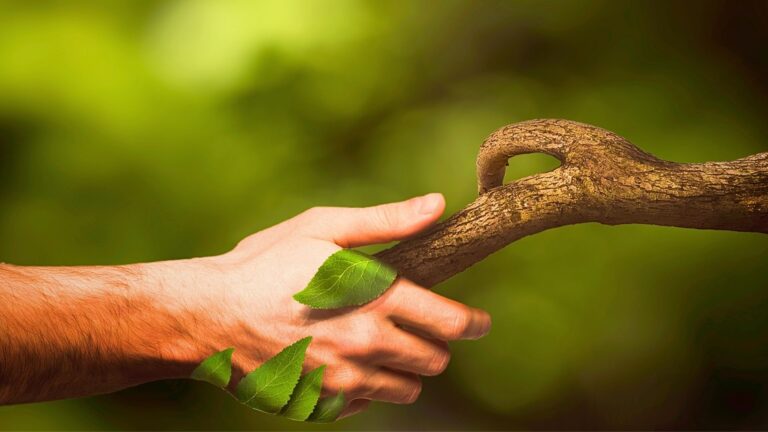 Symbolbild Hypnose bei Angststörungen: Eine menschliche Hand greift nach einem Ast, als Sinnbild für Halt finden, Erdung und natürliche Heilung in der Natur.