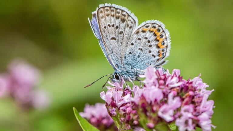 Ein blauer Schmetterling ruht auf einer leuchtend rosa Blüte. Das Motiv steht symbolisch für Entfaltung, Wandel und die gewonnene Leichtigkeit beim Abnehmen mit Hypnose.
